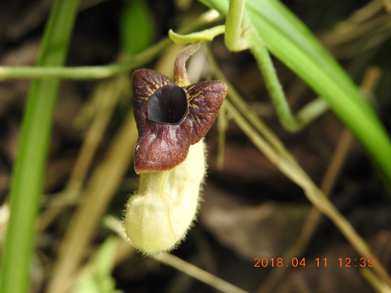 Aristolochia cucurbitifolia photo 4