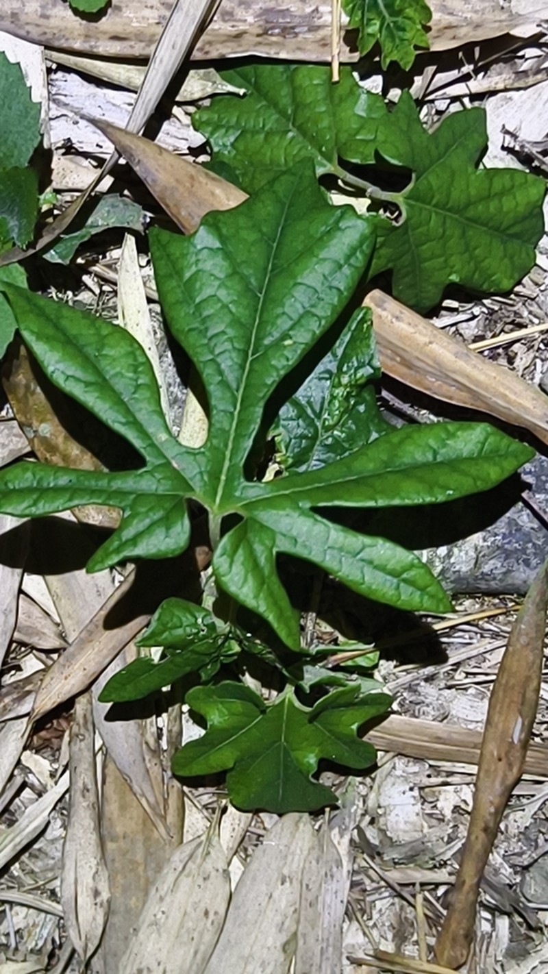 Aristolochia cucurbitifolia photo 5