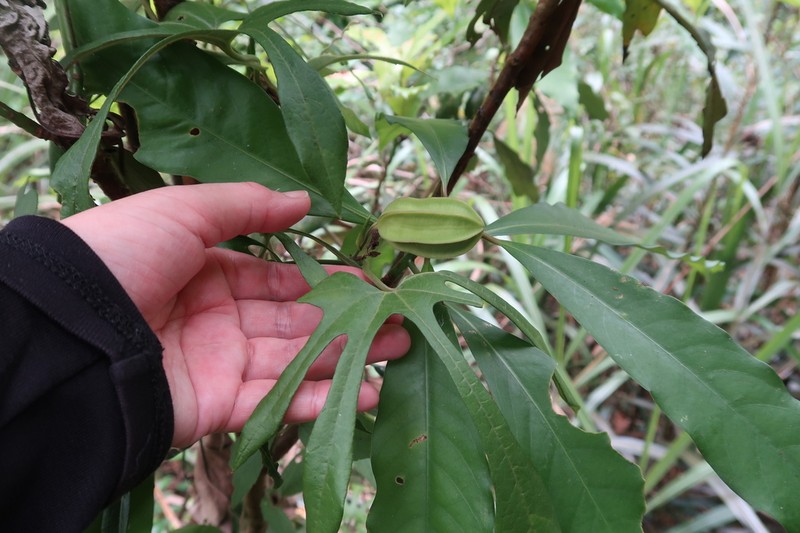Aristolochia cucurbitifolia photo 6