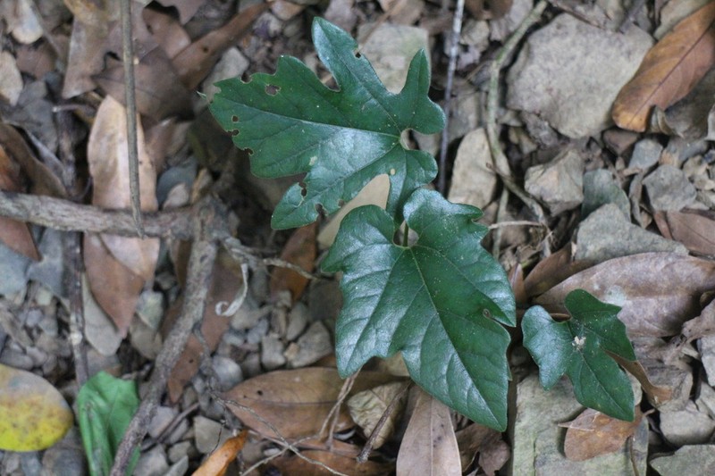 Aristolochia cucurbitifolia photo 7