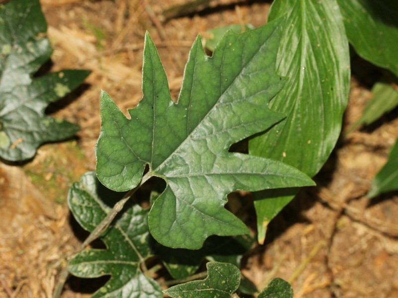 Aristolochia cucurbitifolia photo 8