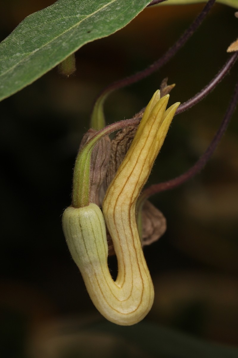 Aristolochia cucurbitoides photo 2