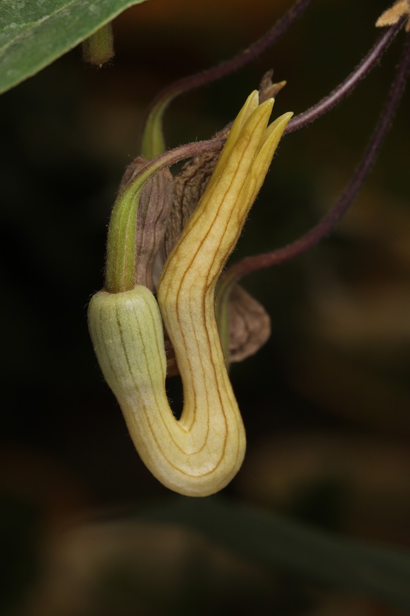 Aristolochia cucurbitoides photo 3