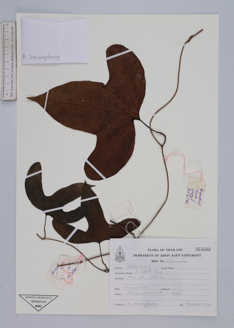 Aristolochia curtisii