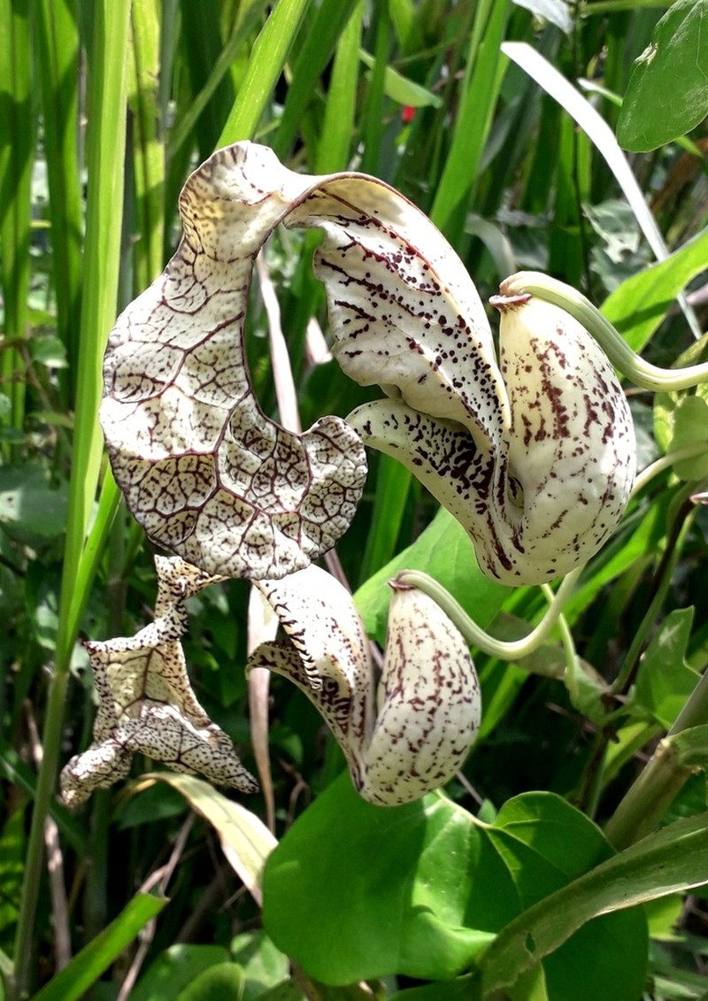 Aristolochia cymbifera