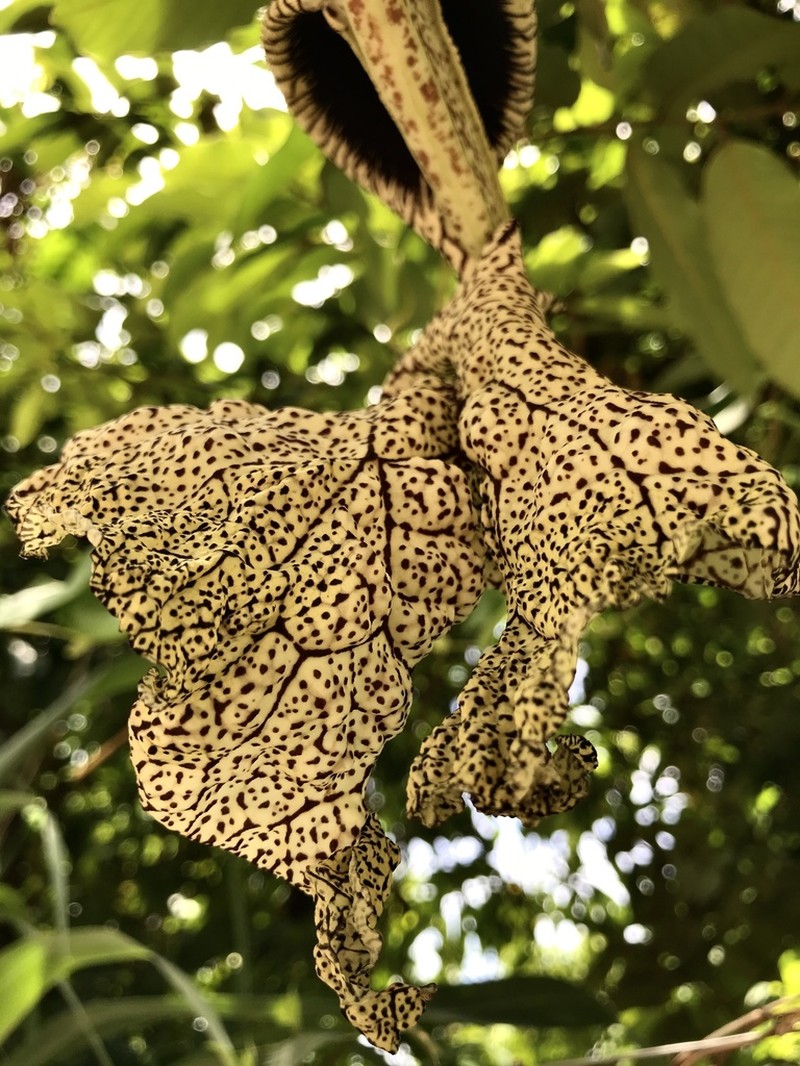 Aristolochia cymbifera photo 2