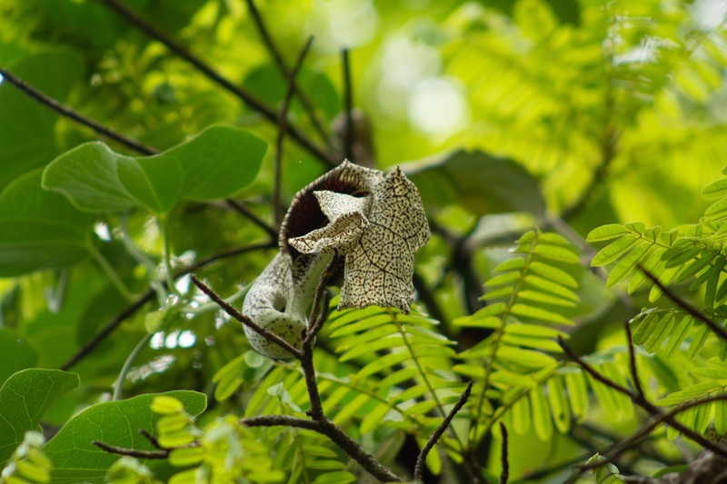 Aristolochia cymbifera photo 3