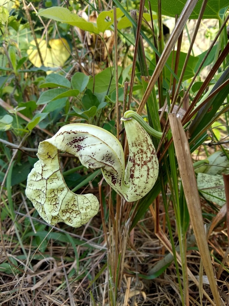 Aristolochia cymbifera photo 4
