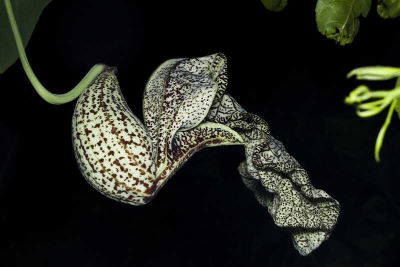 Aristolochia cymbifera photo 5