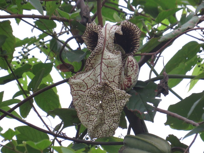 Aristolochia cymbifera photo 6