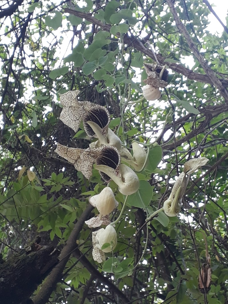 Aristolochia cymbifera photo 7