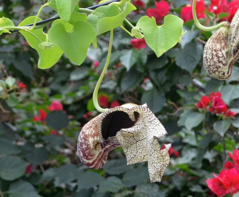 Aristolochia cymbifera photo 8