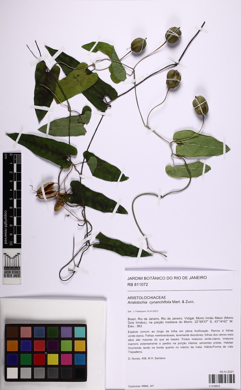 Aristolochia cynanchifolia photo 2
