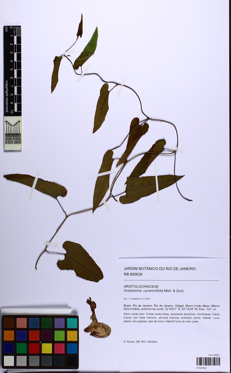 Aristolochia cynanchifolia photo 3