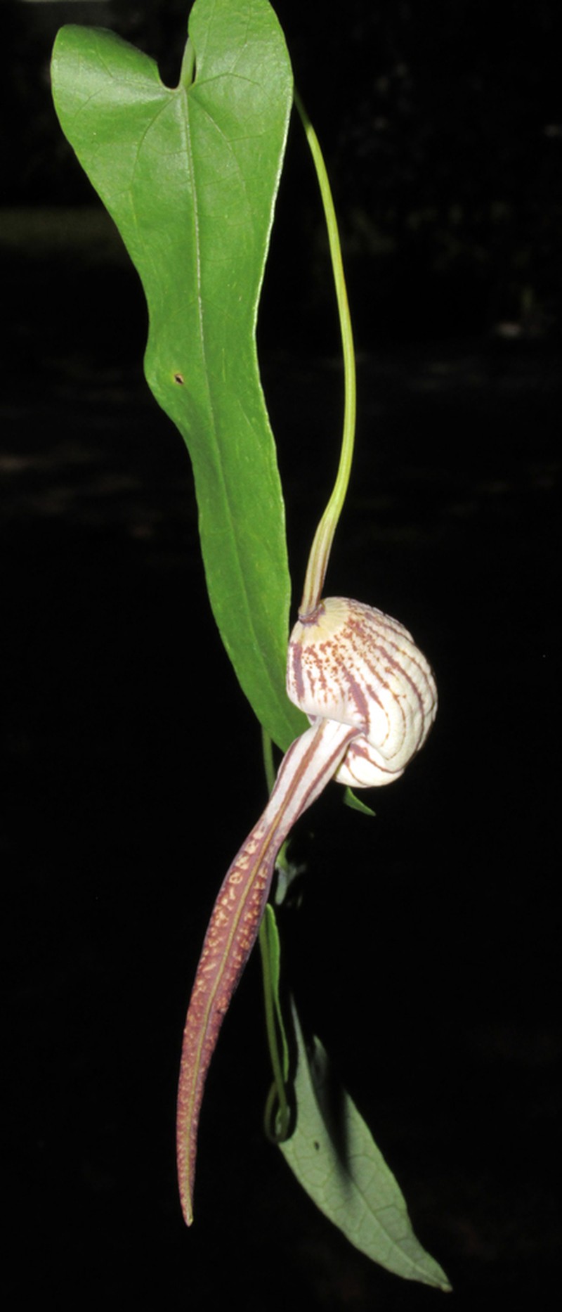 Aristolochia cynanchifolia