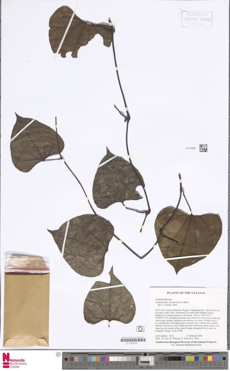Aristolochia daemoninoxia