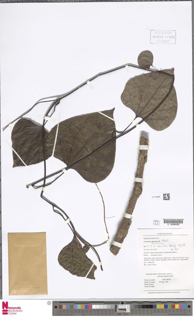 Aristolochia daemoninoxia photo 2