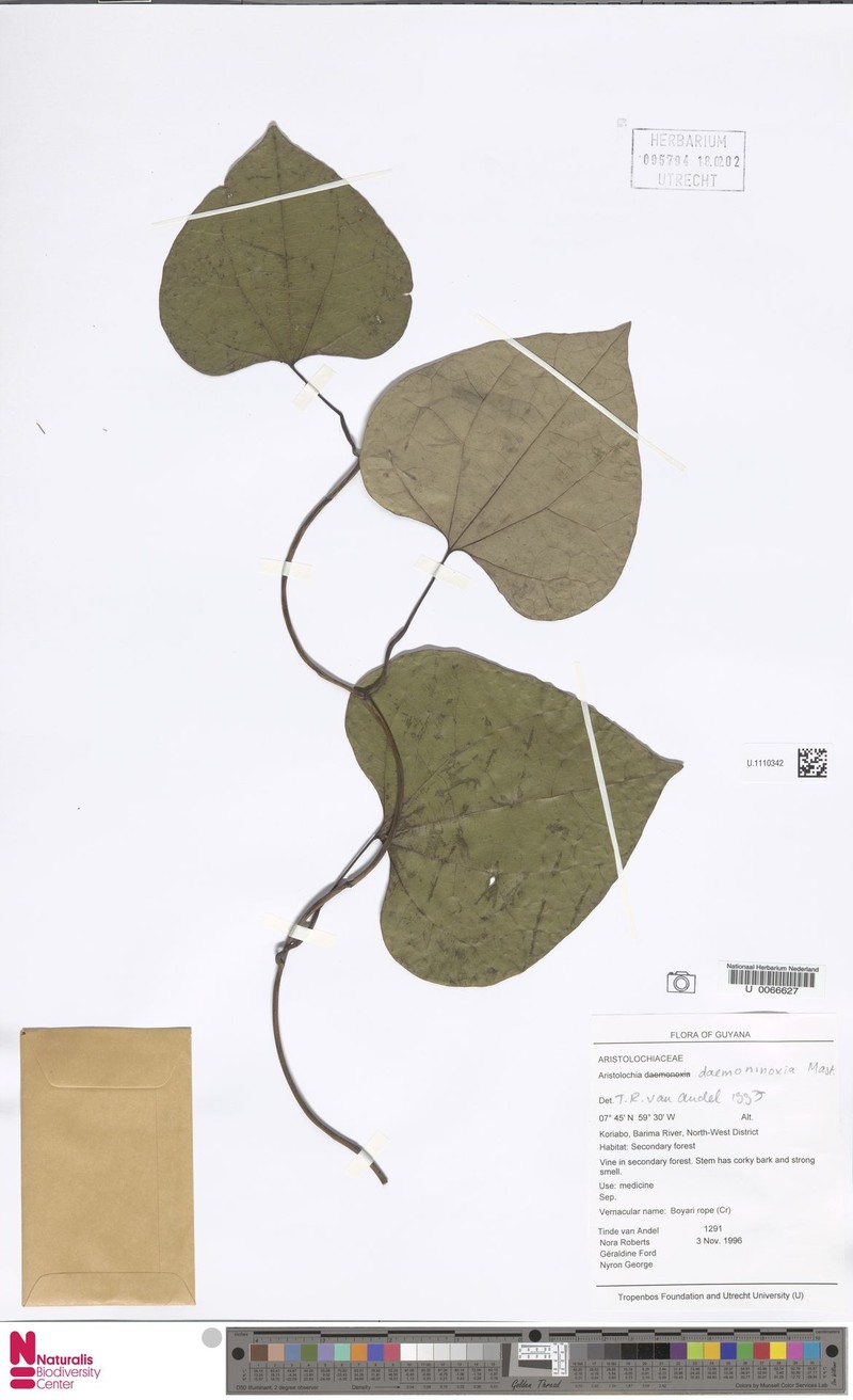 Aristolochia daemoninoxia photo 3