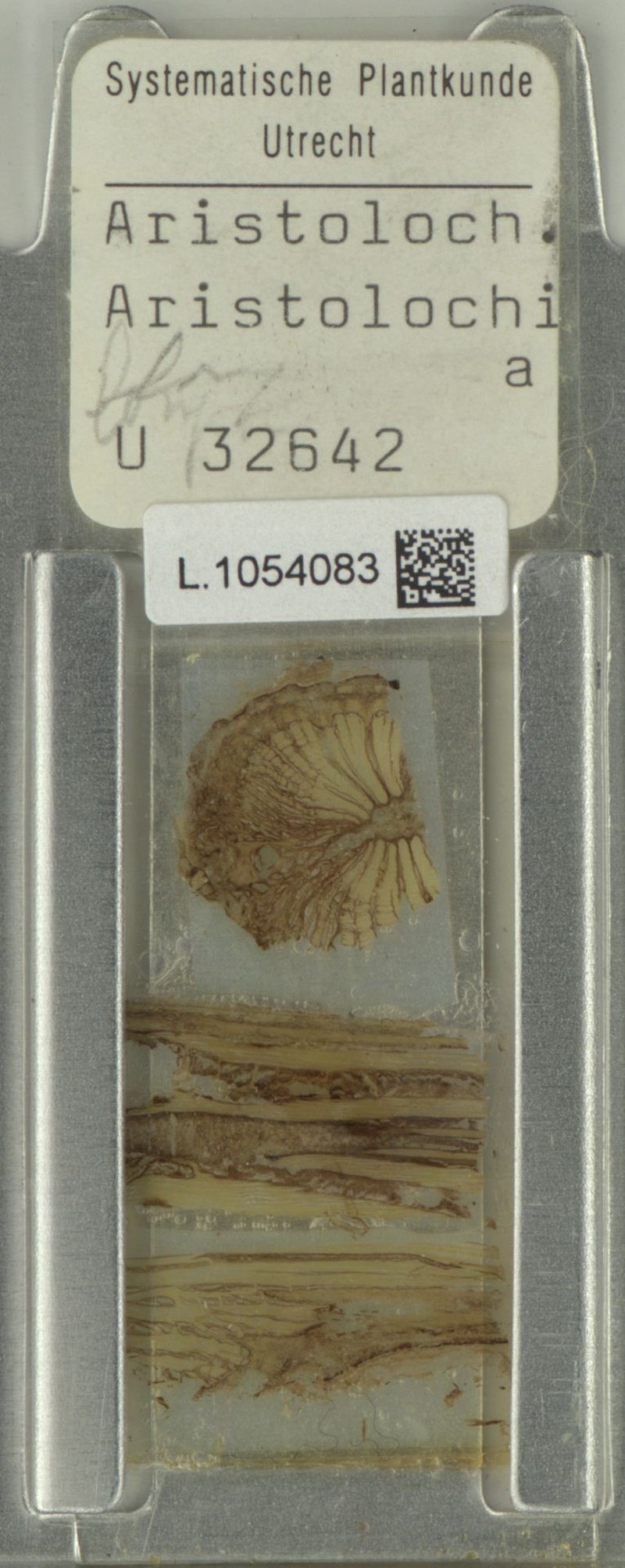 Aristolochia daemoninoxia photo 4