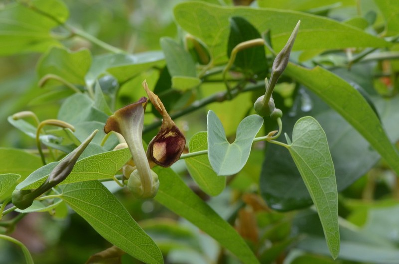 Aristolochia debilis