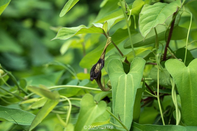 Aristolochia debilis photo 2