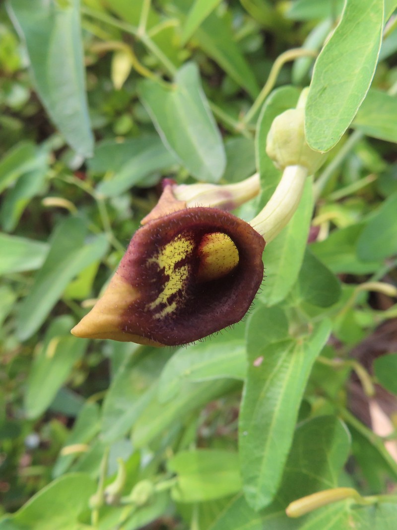 Aristolochia debilis photo 4