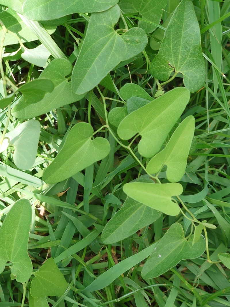 Aristolochia debilis photo 5