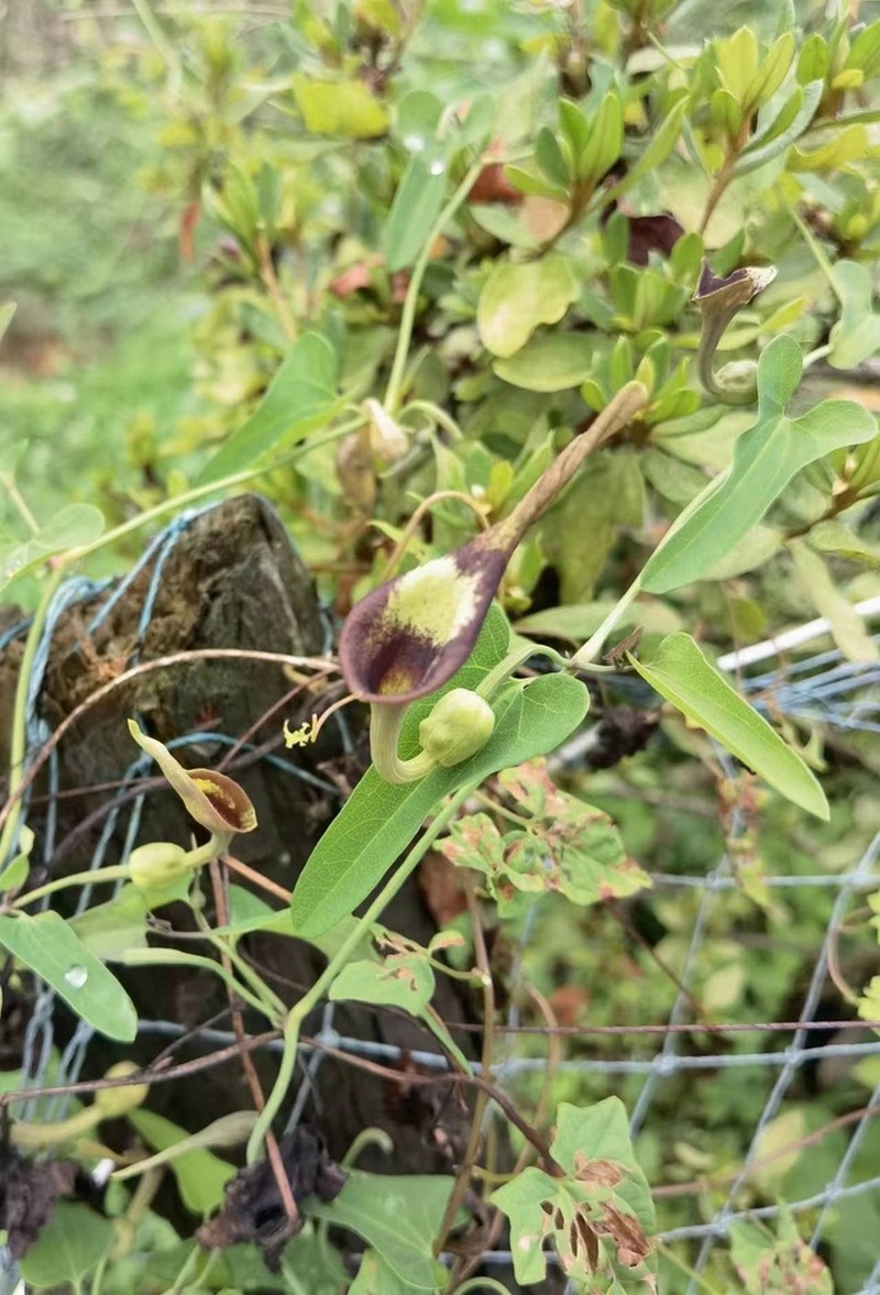 Aristolochia debilis photo 6