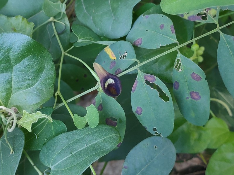 Aristolochia debilis photo 8