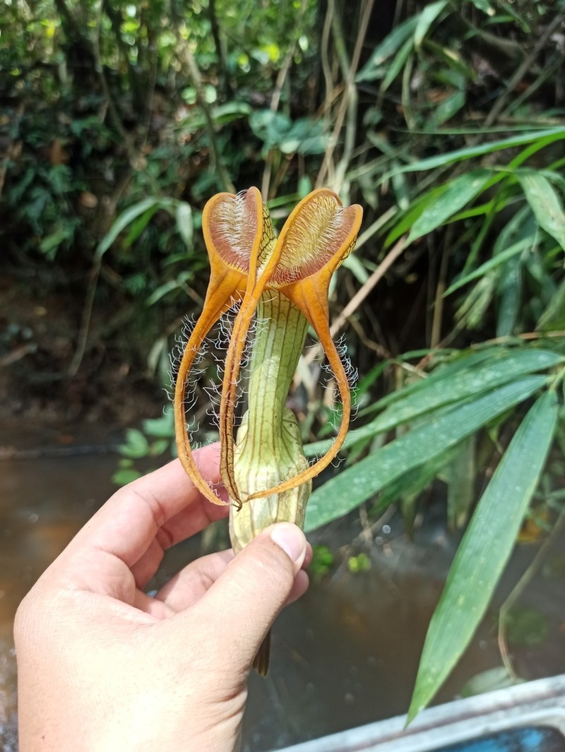 Aristolochia decandra
