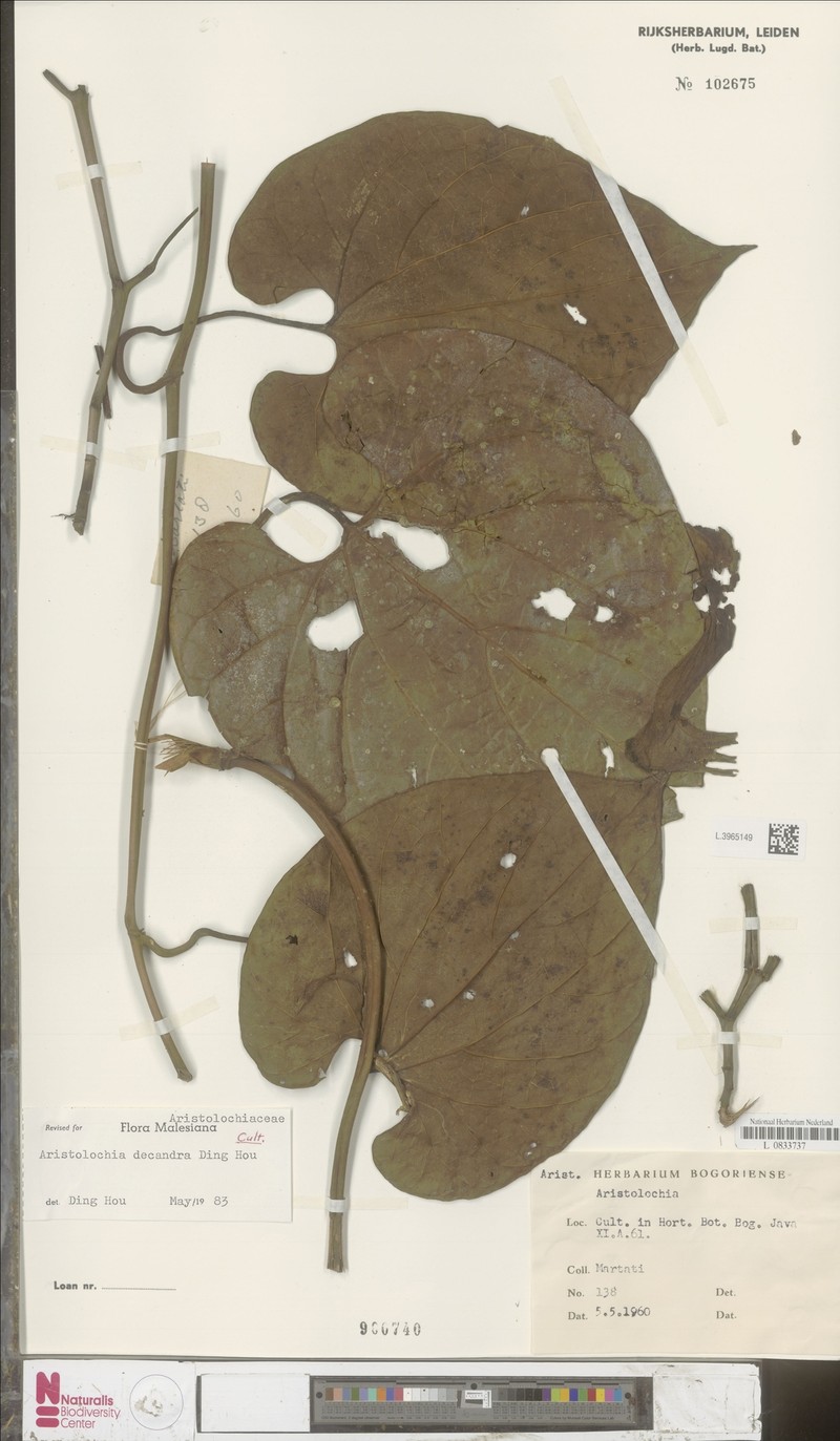Aristolochia decandra photo 3