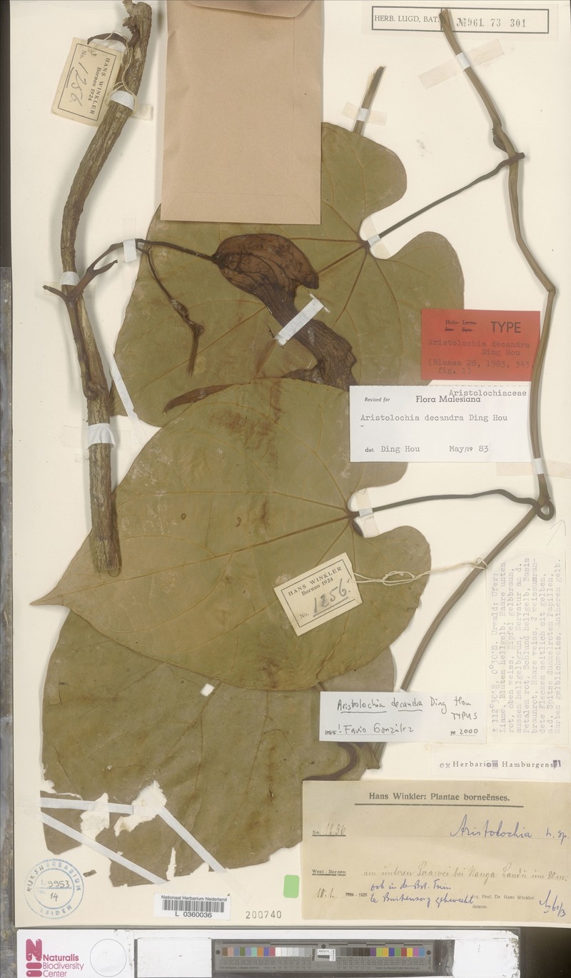 Aristolochia decandra photo 4