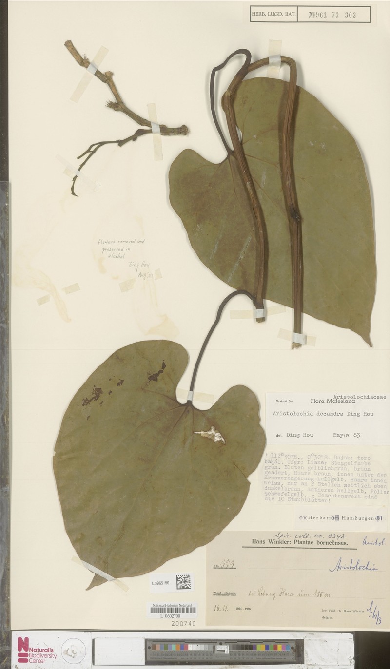 Aristolochia decandra photo 5