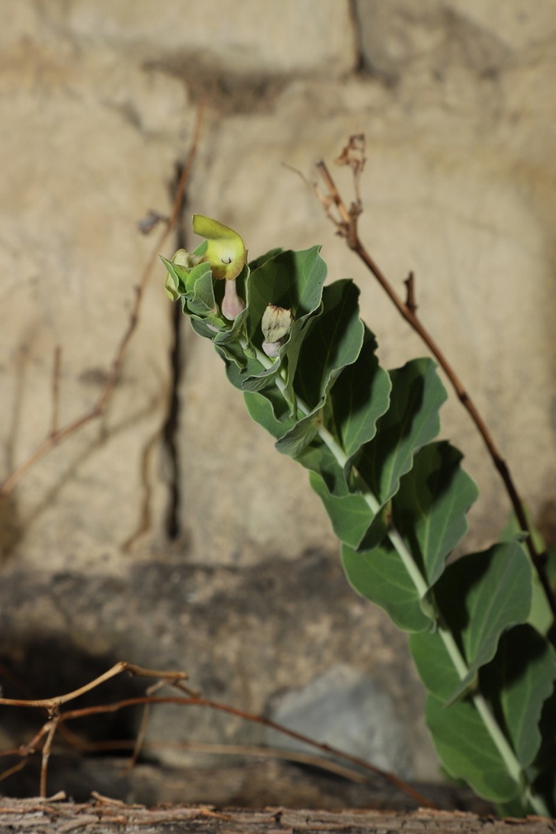 Aristolochia delavayi