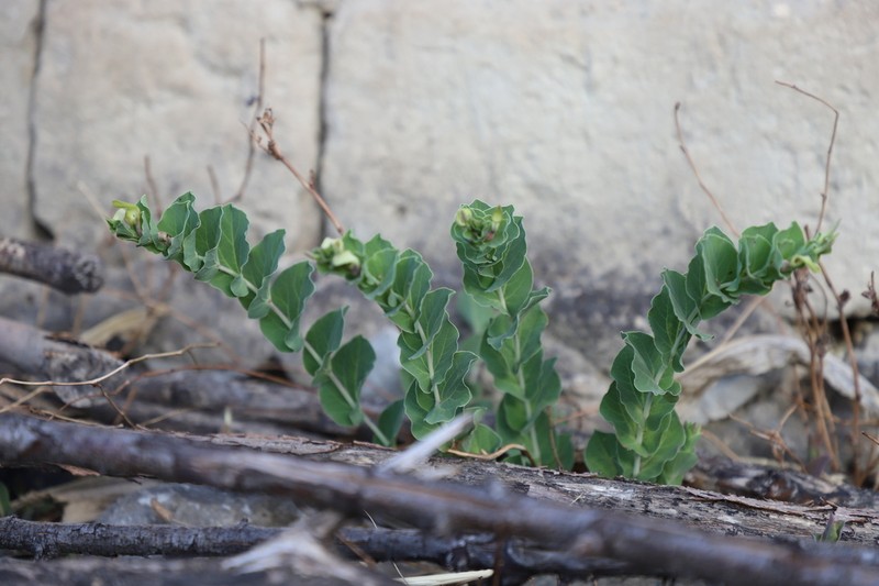 Aristolochia delavayi photo 2