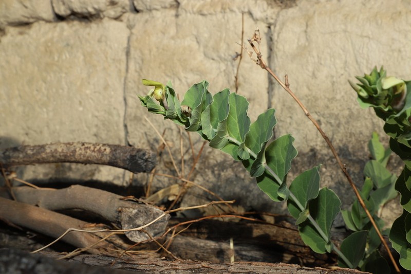 Aristolochia delavayi photo 3