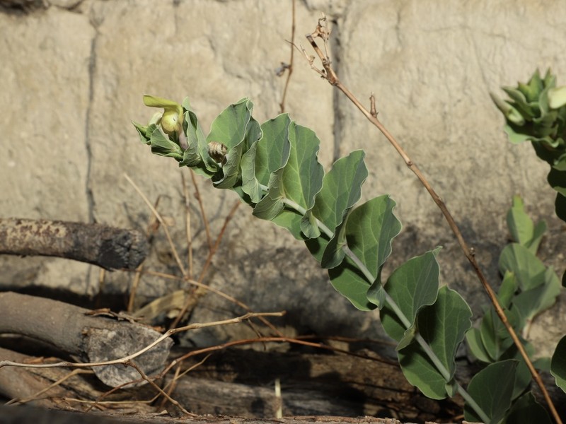 Aristolochia delavayi photo 4