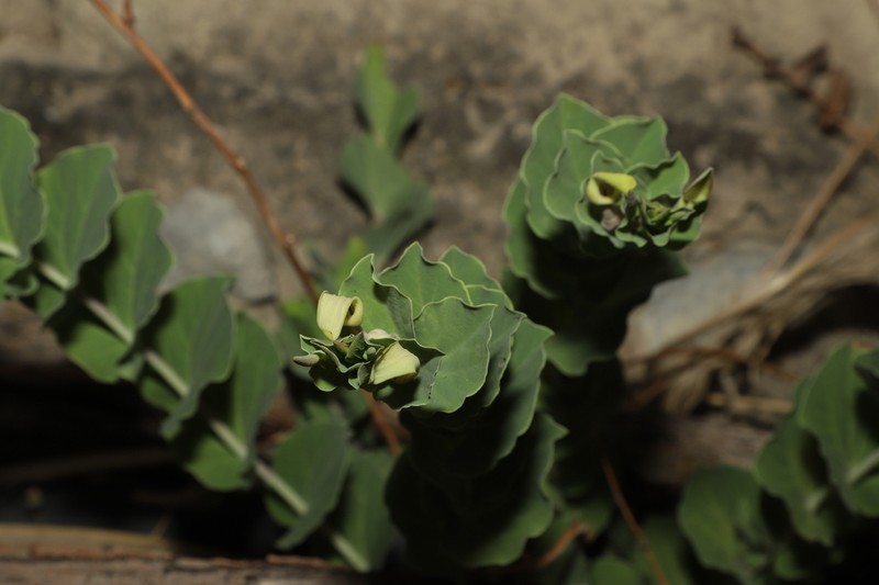 Aristolochia delavayi photo 6