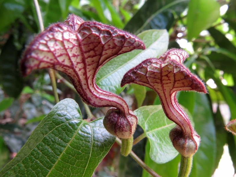 Aristolochia deltantha photo 2