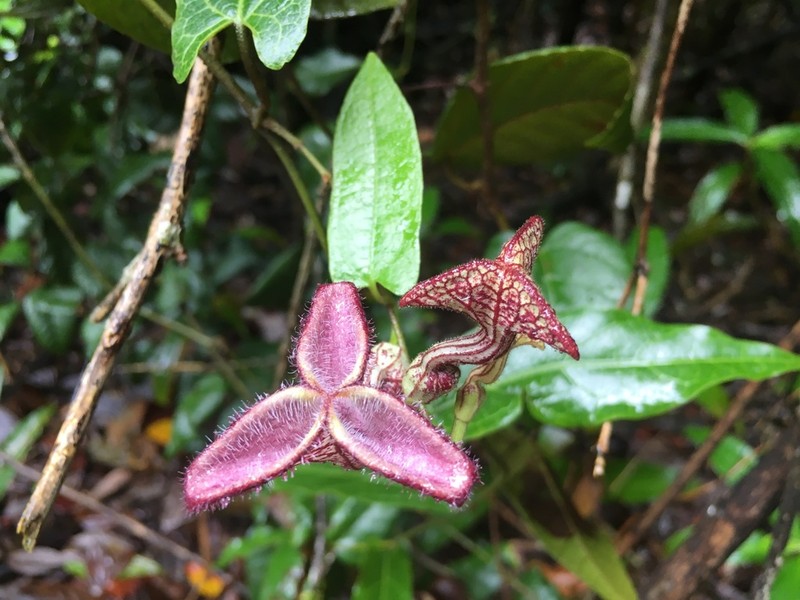 Aristolochia deltantha photo 3