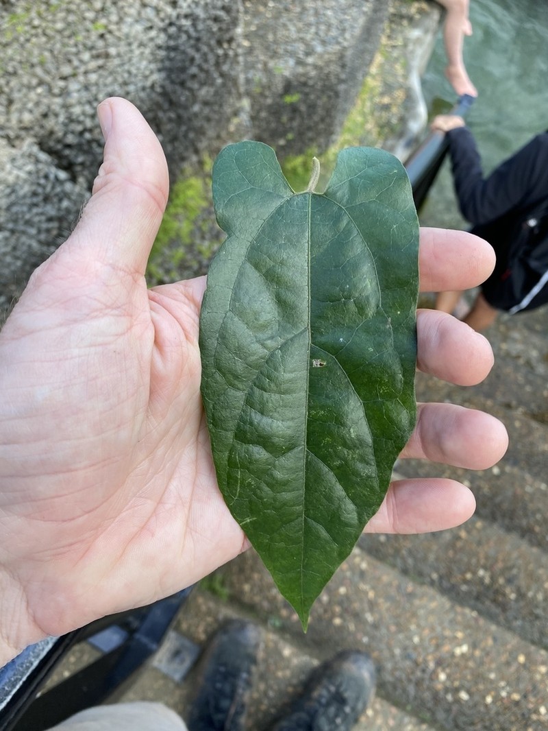 Aristolochia deltantha photo 4