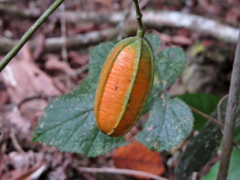 Aristolochia deltantha photo 5