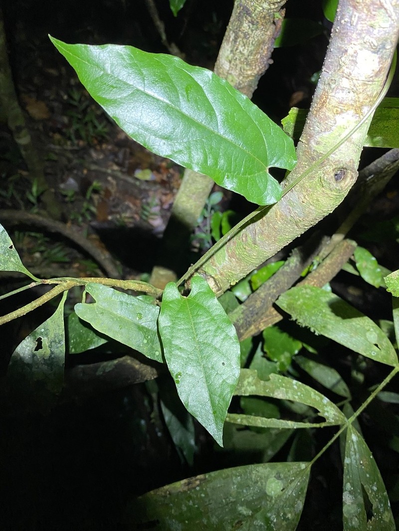 Aristolochia deltantha photo 6
