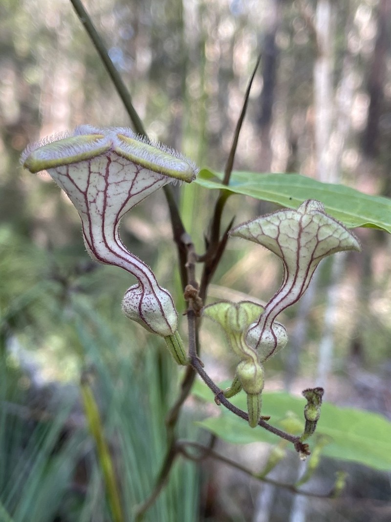Aristolochia deltantha photo 7