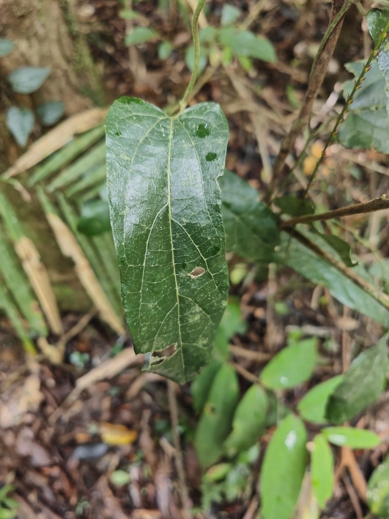 Aristolochia deltantha photo 8