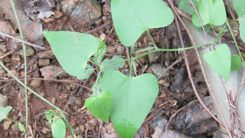 Aristolochia deltoidea