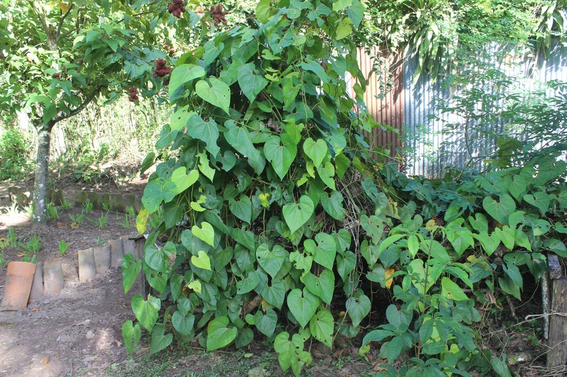 Aristolochia didyma