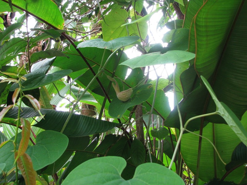 Aristolochia didyma photo 2