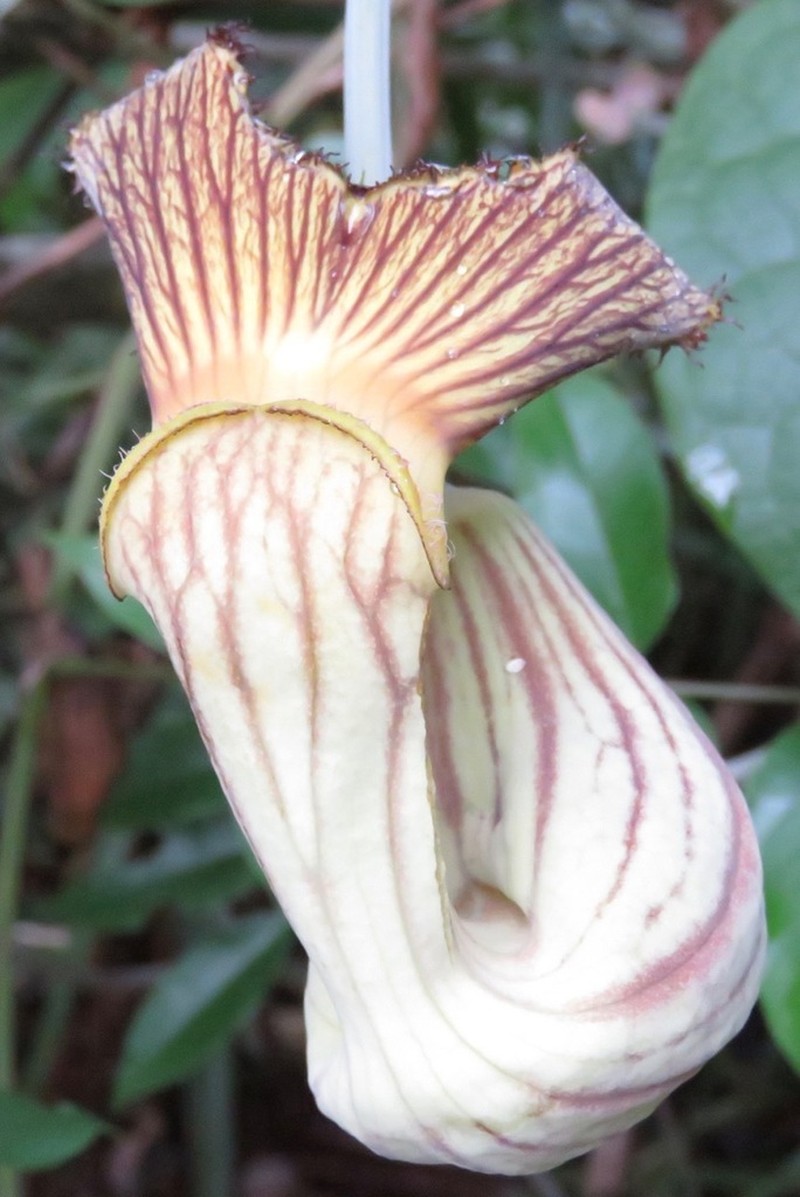 Aristolochia didyma photo 3