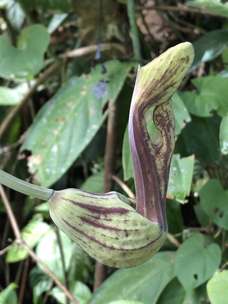 Aristolochia didyma photo 5